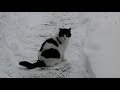 Katze im Schnee