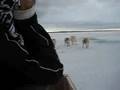 Steering a Dogsled