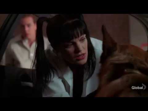NCIS - Dog Tags (Abby vs McGee)