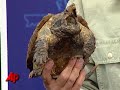 Florida Considering Limiting Turtle Harvesting Florida Considering Limiting Turtle Harvesting