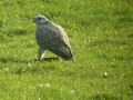 Saker met prooi Saker met prooi
