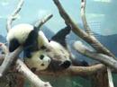 Giant Pandas Playing at Zoo Atlanta