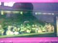 videos de Mr Cool aka Ladiesman