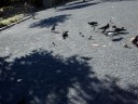 pigeons in philli