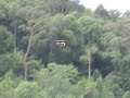 SANDAKANRC FUN FLY 7 (TREX 450 CRASH) MR.KEE