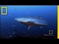 Survival Guide: Shark Attack