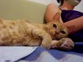 Kitties snuggling