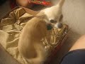 Nena chasing her tail