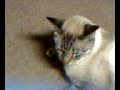 Ankle bittin Chiwawa Vs Cute Cuddly Cat Ankle bittin Chiwawa Vs Cute Cuddly Cat