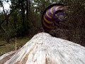 Click here to watch this video The Wheel Of Revolution - All Terrain Obstacle Test.MOV