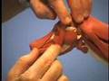 Dog Anatomy Interest: Anatomy in Clay™