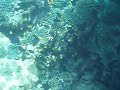 Snorkling at Jazirat al Fahl Island Snorkling at Jazirat al Fahl Island