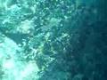 Snorkling at Jazirat al Fahl Island