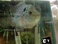 RED DRAGON ZZ FLOWERHORN FOR SALE!! 