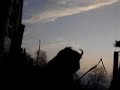 wisent