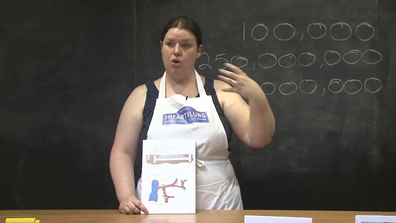 Shop demo - Build a Blood Vessel by Jill Johnson