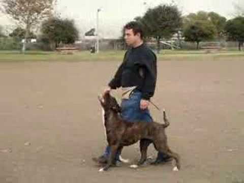bandog
