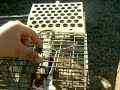 Denver catches a bird in his trap Denver catches a bird in his trap