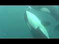 GULF OF ALASKA KILLER WHALE FEEDING