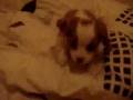 cute dog clothes