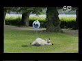 bernard de pe cartoon network