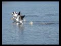 Pelicans invade N.E.Texas Pelicans invade N.E.Texas
