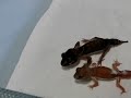 Knobtail Gecko eating a Cricket!!! NEW.DEBUCHAN.US