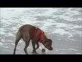 perro mojado y ondas