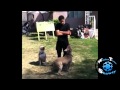 Mindless Behavior, Roc Royal, Training His Dogs ...