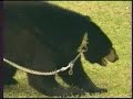 Hipnotizador de Animais
