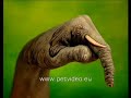 Animali dipinti sulle mani