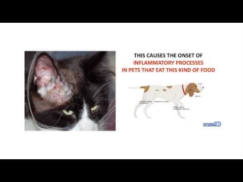 how to treat hot spots on shih tzus