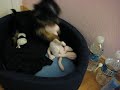Juno playing with Panda