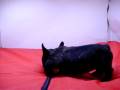 videos de Bulldog Frances Macho COV REF 107
