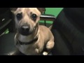 Chiweenie