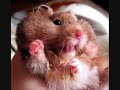 Really cute and funny Syrian hamsters ! Part 3 Really cute and funny Syrian hamsters ! Part 3