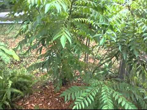 how to care curry leaf plant
