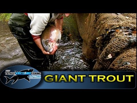 rainbowtrout - An insight into the fishery that produces Britains biggest Rainbow Trout. Sutton Springs in Hampshire is renown for producing big fish for the discerning fly...