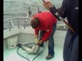 Striper fishing April 27 2008 8th catch Striper fishing April 27 2008 8th catch