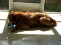 Jake chewing on his blue ball