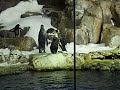 Sea World - Penguins 02