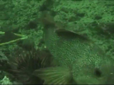 how to harvest sea urchin