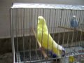 Video 2