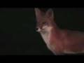 videos de Red Fox & Whitetail Buck