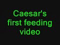 my ball python caesars first feeding video
