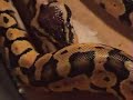 My Ball Python Caesar\
