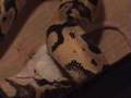 My Ball Python Caesar's first feeding video