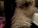 Himalayan kittens 2008\