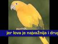 Elektricni Orgazam - Zlatni Papagaj