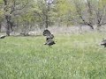 Turkey Hunting - Jake Fest In Texas Turkey Country